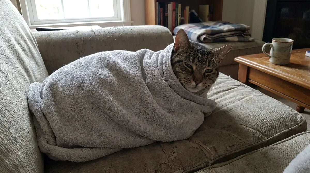 Un chat détendu, enveloppé dans un tissu, la tête dégagée, les yeux mi-clos