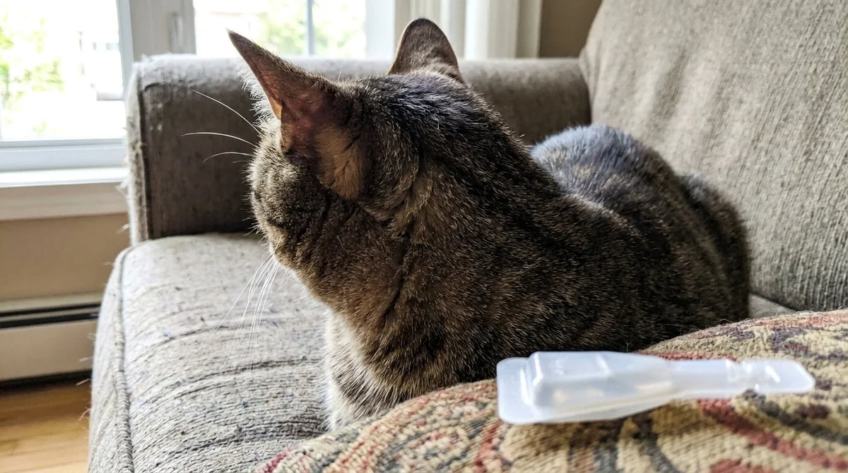 Un chat vu de dos sur un canapé, la nuque bien visible, une pipette antipuce posée au premier plan